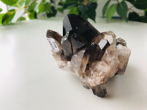 Raw Smokey/Smoky Black Quartz Raw Cluster - Medium Grade A ~337 grams - Divine Clarity