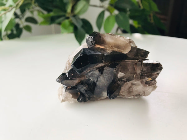Raw Smokey/Smoky Black Quartz Raw Cluster - Small ~270 grams - Divine Clarity