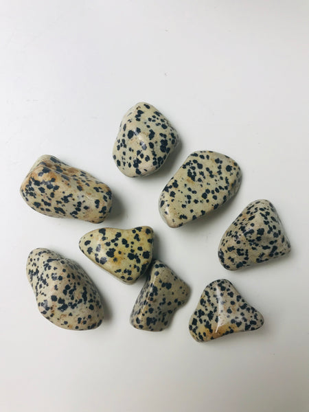 Dalmatian Jasper Tumbled - Divine Clarity