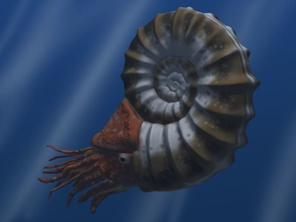 Red Ammonite Fossil - Divine Clarity