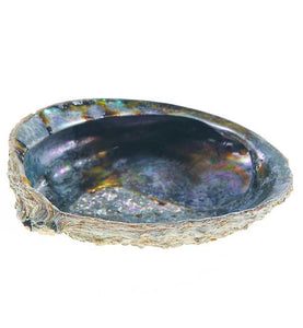 Small Abalone Shell