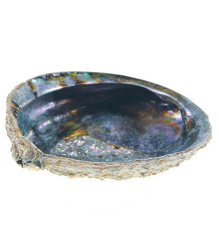 Small Abalone Shell - Divine Clarity