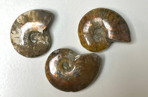Red Ammonite Fossil - Divine Clarity